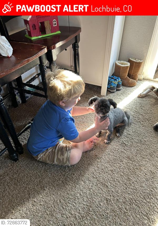Lost Male Dog last seen Willow and 37th, Lochbuie, CO 80603