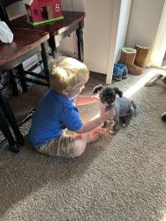 Lost Male Dog last seen Willow and 37th, Lochbuie, CO 80603