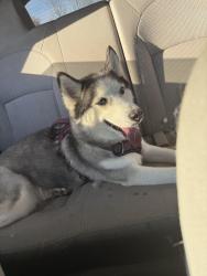 Found/Stray Female Dog last seen Gwinnett shelter, Lawrenceville, GA 30045
