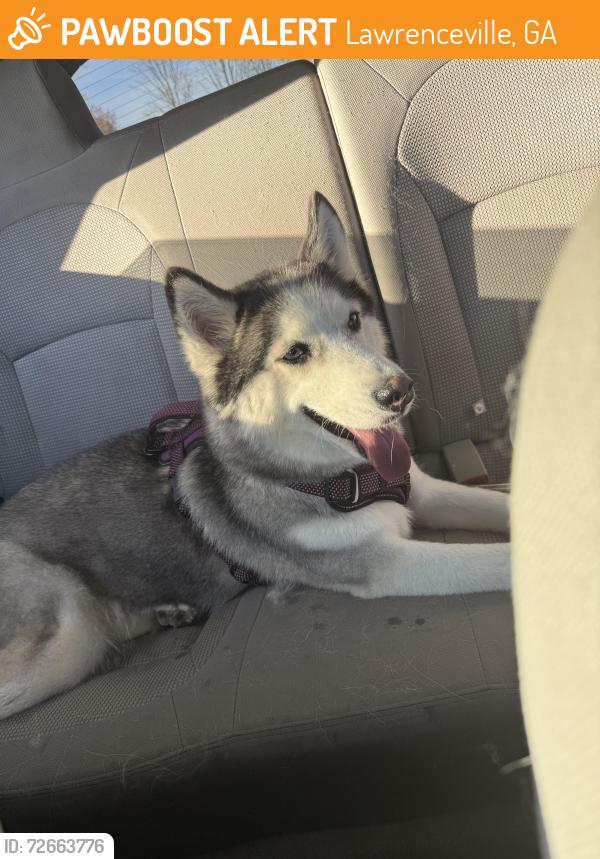 Found/Stray Female Dog last seen Gwinnett shelter, Lawrenceville, GA 30045