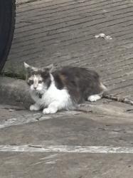 Found/Stray Female Cat last seen Shiloh, Dallas, TX 75228