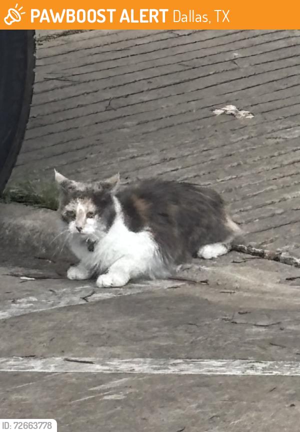 Found/Stray Female Cat last seen Shiloh, Dallas, TX 75228