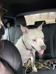 Found/Stray Male Dog last seen Hickory Boat Ra, Durham, NC 27704