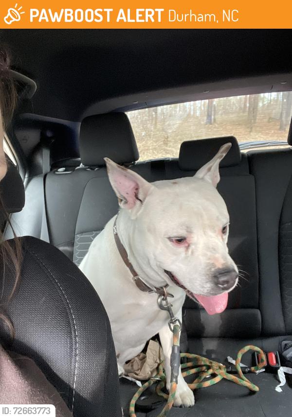 Found/Stray Male Dog last seen Hickory Boat Ra, Durham, NC 27704