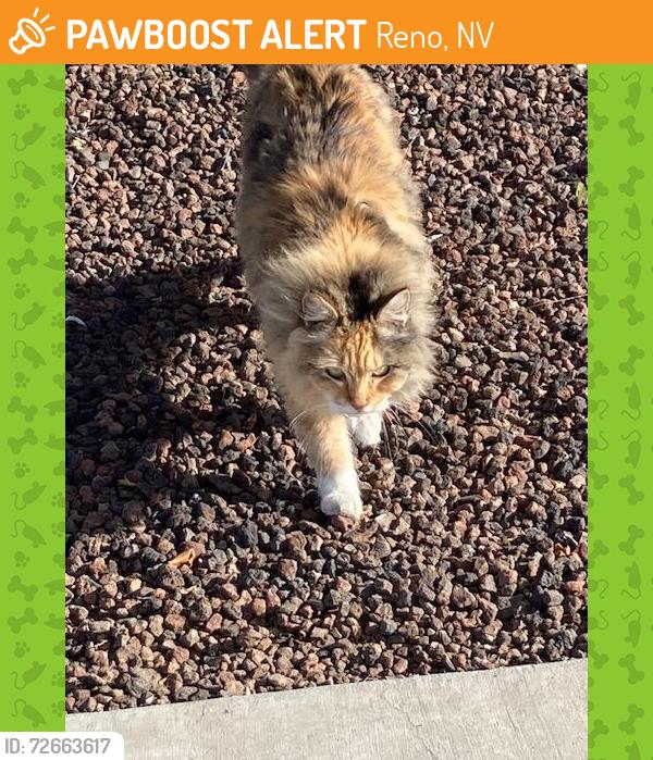 Found/Stray Unknown Cat last seen Rio Wrangler , Reno, NV 89521