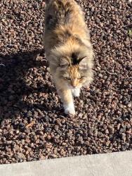 Found/Stray Unknown Cat last seen Rio Wrangler , Reno, NV 89521