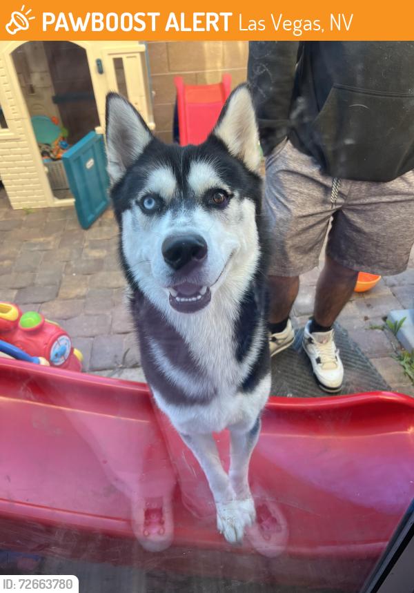 Found/Stray Male Dog last seen gilcrease & fort apache , Las Vegas, NV 89149