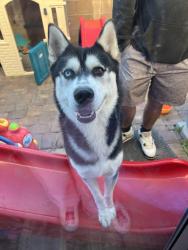 Found/Stray Male Dog last seen gilcrease & fort apache , Las Vegas, NV 89149
