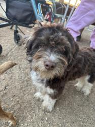 Lost Male Dog last seen Avenue N3 Palmdale CA, Palmdale, CA 93350