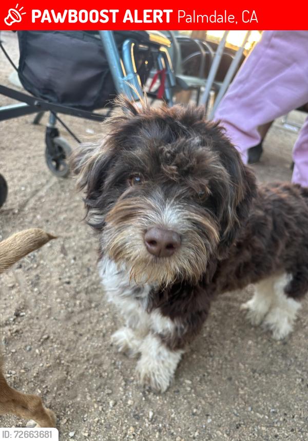 Lost Male Dog last seen Avenue N3 Palmdale CA, Palmdale, CA 93350