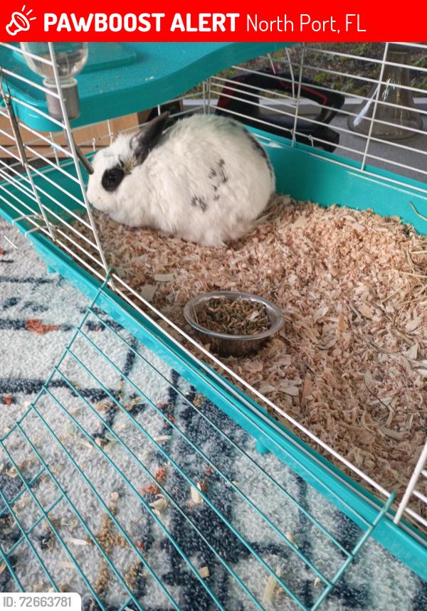 Lost Unknown Rabbit last seen N Salford blvd and ulman, North Port, FL 34286