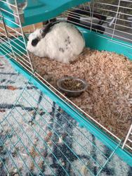 Lost Unknown Rabbit last seen N Salford blvd and ulman, North Port, FL 34286