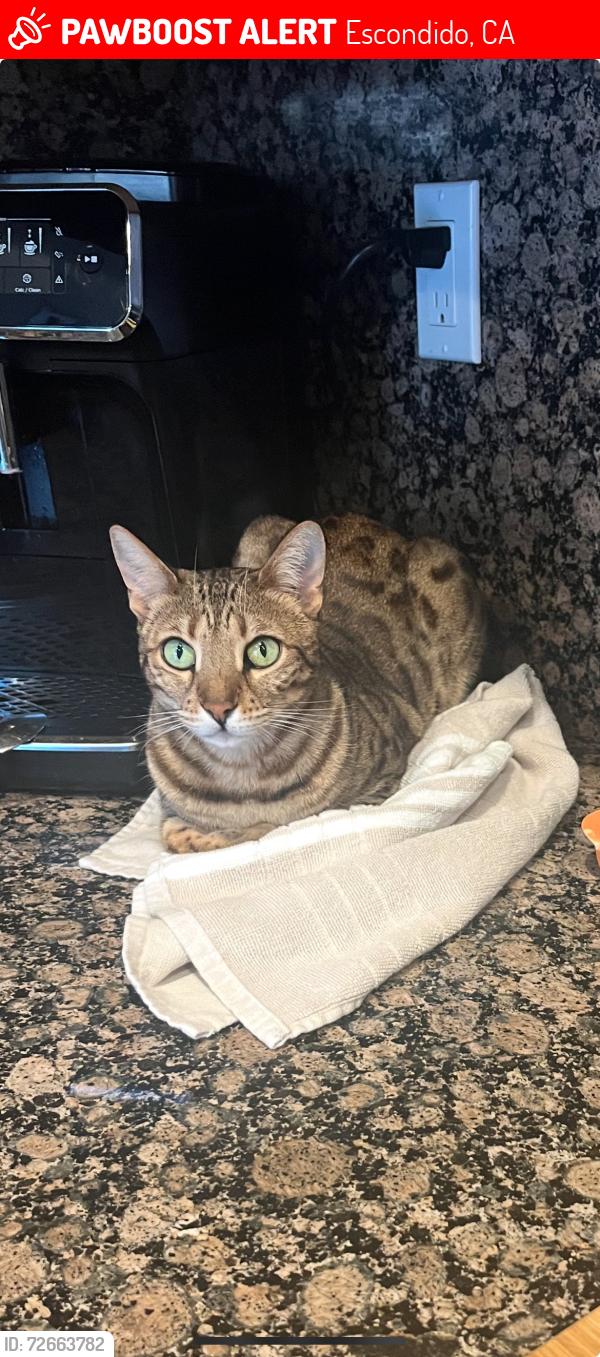 Lost Female Cat last seen Key Lime Way, Escondido, CA 92027