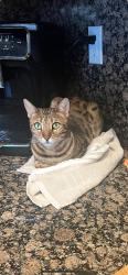Lost Female Cat last seen Key Lime Way, Escondido, CA 92027