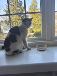 Found/Stray Male Cat last seen Bethlehem pike, Erdenheim, PA 19038