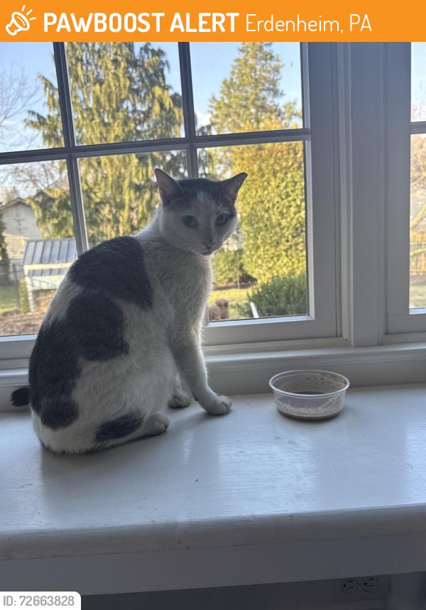 Found/Stray Male Cat last seen Bethlehem pike, Erdenheim, PA 19038