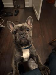 Lost Male Dog last seen Midhoeffer Rd and penrith Drive, Indianapolis, IN 46229