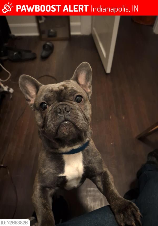 Lost Male Dog last seen Midhoeffer Rd and penrith Drive, Indianapolis, IN 46229