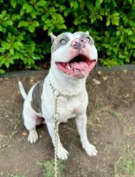 Lost Male Dog last seen Starcrest dr and 410, San Antonio, TX 78217