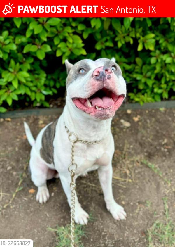 Lost Male Dog last seen Starcrest dr and 410, San Antonio, TX 78217