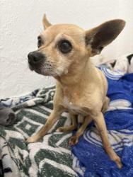 Found/Stray Male Dog last seen 166th street 77th path, Miami Lakes, FL 33016