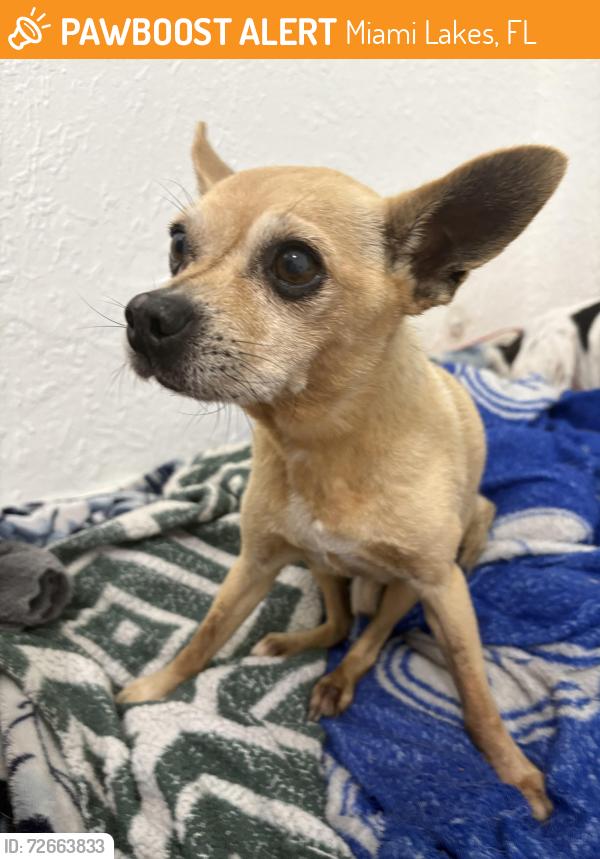Found/Stray Male Dog last seen 166th street 77th path, Miami Lakes, FL 33016