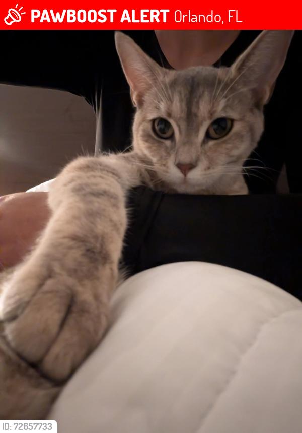 Lost Female Cat last seen Central FL Prku and uiú,,, Orlando, FL 32821