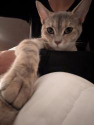 Lost Female Cat last seen Central FL Prku and uiú,,, Orlando, FL 32821