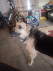 Lost Female Dog last seen Walnut St, Markham , Little Rock, AR 72203