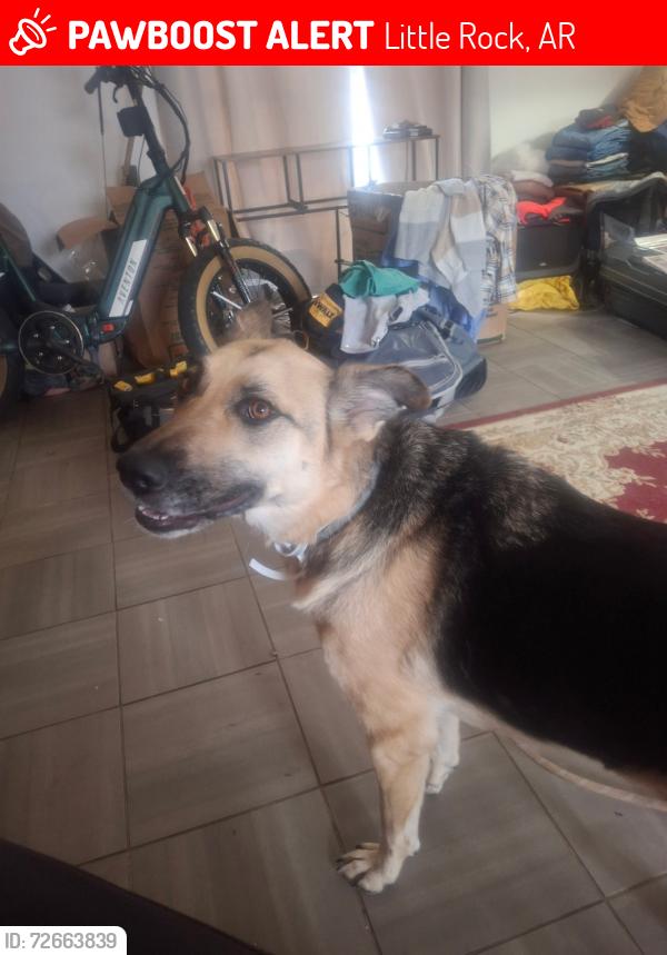 Lost Female Dog last seen Walnut St, Markham , Little Rock, AR 72203