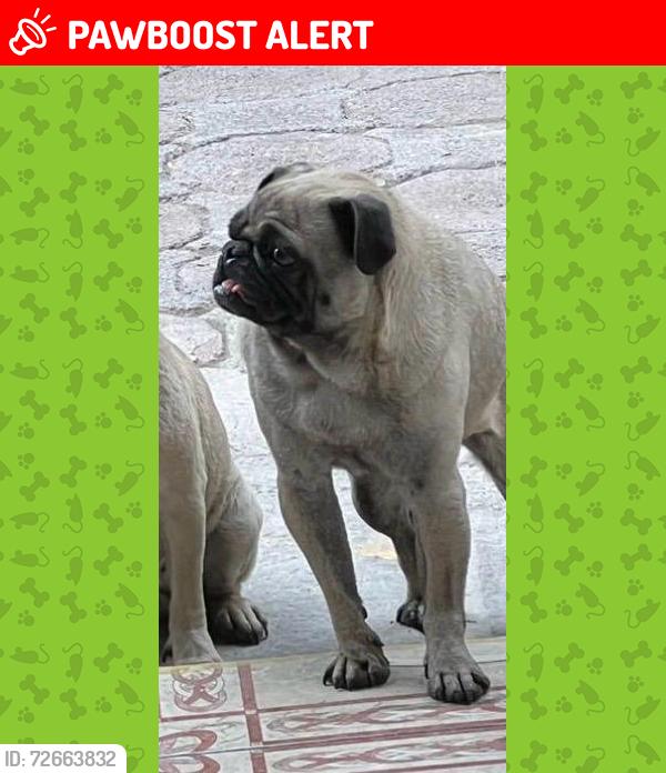 Lost Female Dog last seen ENTRE AV. DE LAS FLORES, Ecatepec de Morelos, Méx. 55064