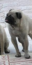 Lost Female Dog last seen ENTRE AV. DE LAS FLORES, Ecatepec de Morelos, Méx. 55064