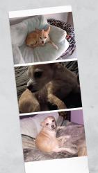 Lost Female Dog last seen Valley way mission , Riverside, CA 92509