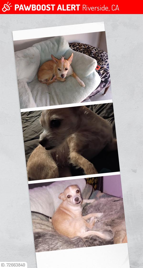 Lost Female Dog last seen Valley way mission , Riverside, CA 92509