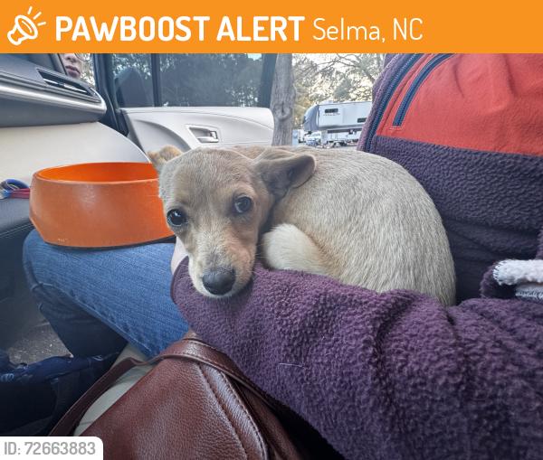 Found/Stray Female Dog last seen Crocker st and Ballard Ln, Selma, NC 27576