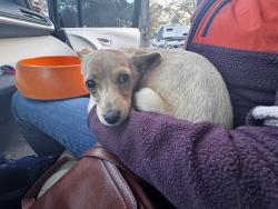 Found/Stray Female Dog last seen Crocker st and Ballard Ln, Selma, NC 27576