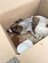 Found/Stray Unknown Dog last seen East Lynwood, San Bernardino, CA 92404