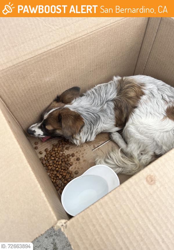 Found/Stray Unknown Dog last seen East Lynwood, San Bernardino, CA 92404