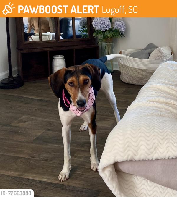 Found/Stray Female Dog last seen Carrington Dr. and Woodmere in the Spring Haven neighborhood , Lugoff, SC 29078