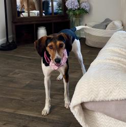 Found/Stray Female Dog last seen Carrington Dr. and Woodmere in the Spring Haven neighborhood , Lugoff, SC 29078
