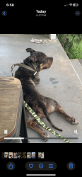 Found/Stray Male Dog last seen Proctor street near dollar tree, Gastonia, NC 28052