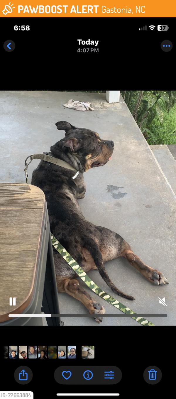 Found/Stray Male Dog last seen Proctor street near dollar tree, Gastonia, NC 28052