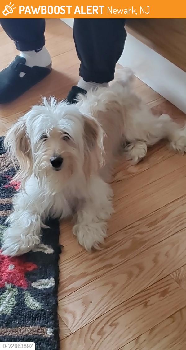 Found/Stray Female Dog last seen Abington ave and clifton ave, Newark, NJ 07107