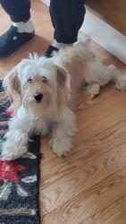Found/Stray Female Dog last seen Abington ave and clifton ave, Newark, NJ 07107