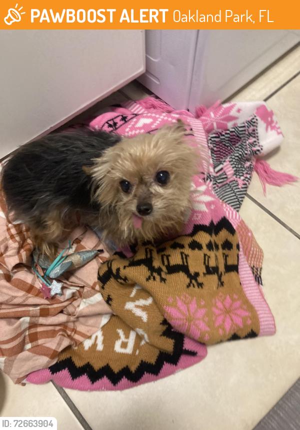 Found/Stray Unknown Dog last seen Andrews Ave and 38th St, Oakland Park, FL 33334