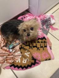 Found/Stray Unknown Dog last seen Andrews Ave and 38th St, Oakland Park, FL 33334