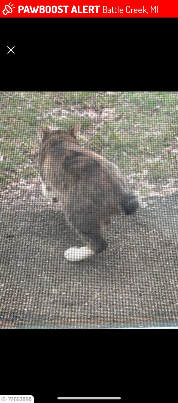 Lost Male Cat last seen Verona area, Battle Creek, MI 49017