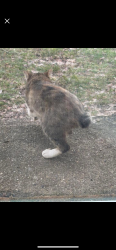 Lost Male Cat last seen Verona area, Battle Creek, MI 49017