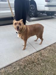 Found/Stray Unknown Dog last seen Across from Papa’s and Beer, Greenville, SC 29607