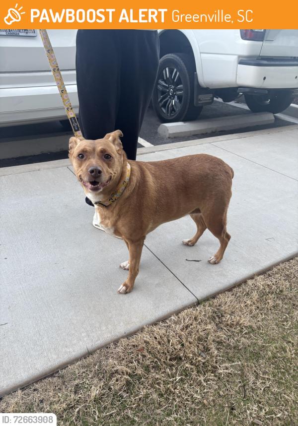 Found/Stray Unknown Dog last seen Across from Papa’s and Beer, Greenville, SC 29607